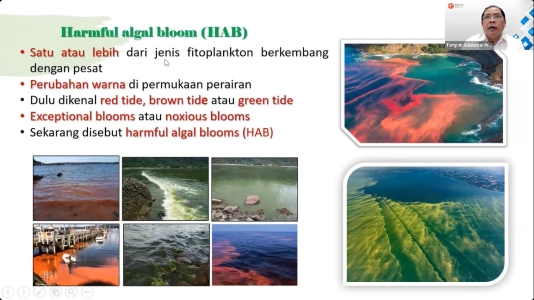 mengenal-fenomena-harmful-algal-bloom-hab-dan-dampaknya-terhadap-kelautan-indonesia-news