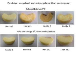 peneliti-ipb-cegah-pencoklatan-pada-apel-potong-news