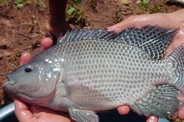 peneliti-ipb-teliti-fermentasi-daun-mata-lele-untuk-pakan-ikan-nila-news