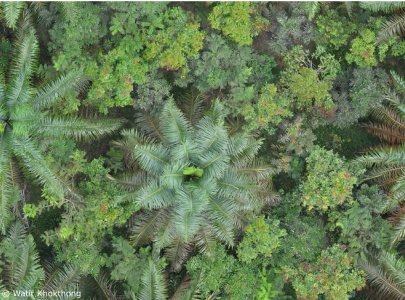 pulau-pohon-untuk-keanekaragaman-hayati-di-perkebunan-kelapa-sawit-news