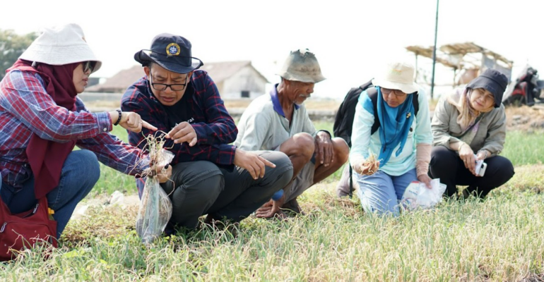 Hama Gurem dan Janda Pirang Ancam Petani Bawang Merah, IPB University Terjunkan Tim Ahli