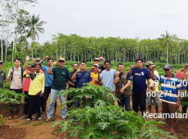 Beri Pendampingan, IPB University Jawab Keluh Kesah Petani Pepaya Calina di Desa Mekarharja