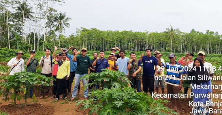 Beri Pendampingan, IPB University Jawab Keluh Kesah Petani Pepaya Calina di Desa Mekarharja