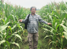 Guru Besar IPB University Rekomendasikan Manajemen Pemupukan Fosfor Bagi Tanah Masam Lahan Kering di Jawa, Kalimantan dan Sumatera