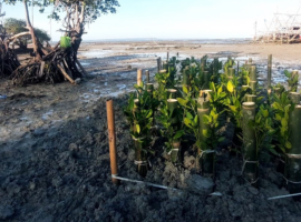 IPB University dan Kelompok Masyarakat Pengawas (Pokmaswas) Reng Paseser melakukan uji coba metode baru untuk penanaman mangrove bernama ‘SiTampan’.