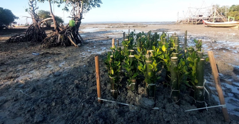 IPB University dan Kelompok Masyarakat Pengawas (Pokmaswas) Reng Paseser melakukan uji coba metode baru untuk penanaman mangrove bernama ‘SiTampan’.