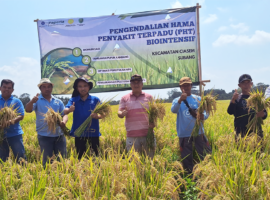 IPB University Terapkan Teknologi PHT Biointensif, Hindari Ancaman Kekurangan Produksi Beras Nasional