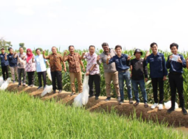 Tim PPK Ormawa Himakua IPB University Launching Mina Padi Pertama di Desa Sukajadi, Bogor