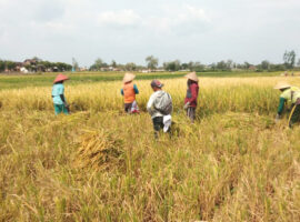 Dosen IPB University Berhasil Panen Padi Unggul Perdana di Kabupaten Klaten melalui Program Dospulkam