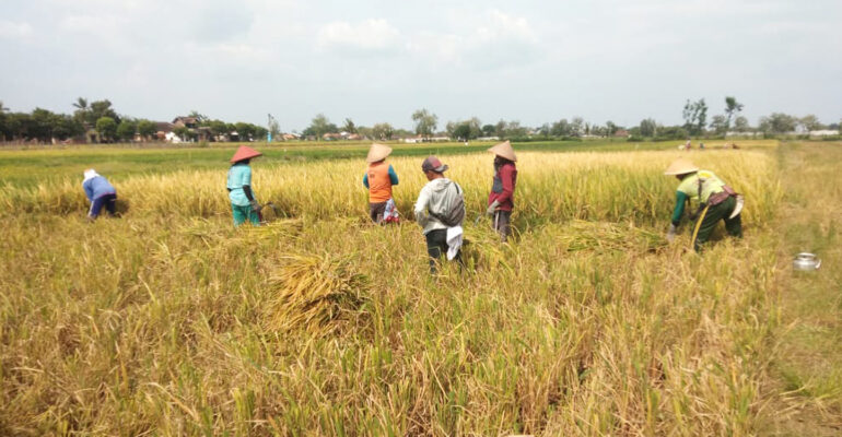 Dosen IPB University Berhasil Panen Padi Unggul Perdana di Kabupaten Klaten melalui Program Dospulkam