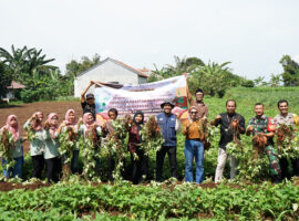 Panen Raya Ubi Jalar di Desa Purwasari: Bukti Nyata Komitmen IPB University untuk Petani Kecil