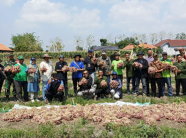 Teknologi IPB University Berhasil Tingkatkan Produktivitas Bawang Merah 26 Persen, Tanpa Menggunakan Pe