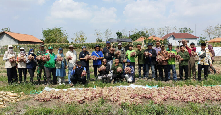 Teknologi IPB University Berhasil Tingkatkan Produktivitas Bawang Merah 26 Persen, Tanpa Menggunakan Pe